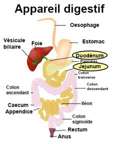 duodénum et jéjunum