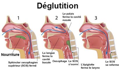 déglutition