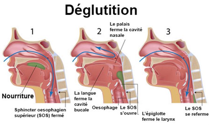 Déglutition