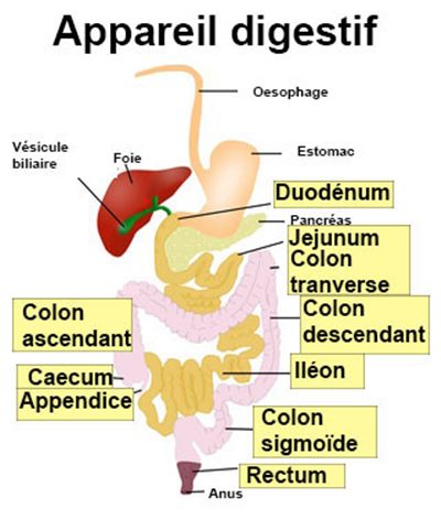 Maladies intestinales