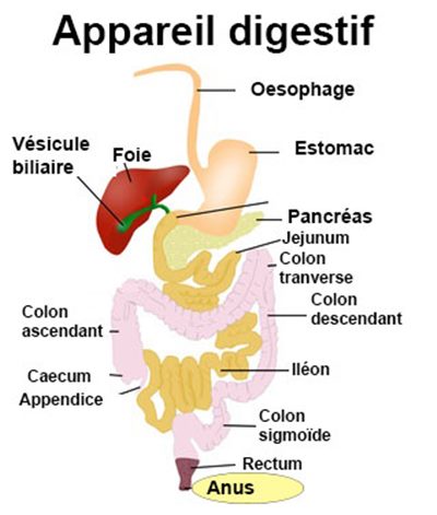 Suintements Par L Anus Symptomes Traitement Definition Docteurclic Com Suintements Par L Anus Symptomes Traitement Definition Docteurclic Com
