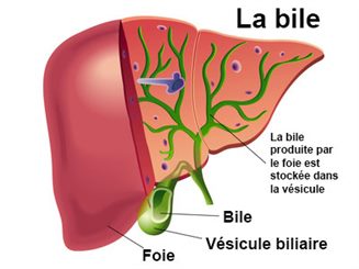 bile