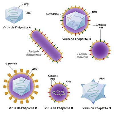 Facteurs de risque d'hépatite virale