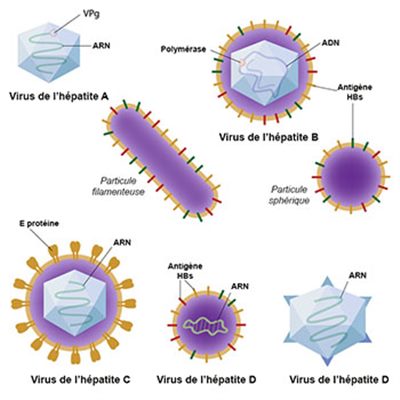 Hépatites virales