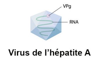 virus  de l'hépatite A