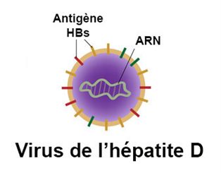virus de l'hépatite D
