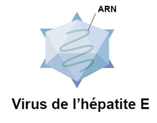 virus de l'hépatite E