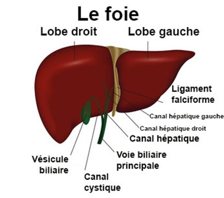 Hépatomégalie : symptômes, traitement, définition - docteurclic.com