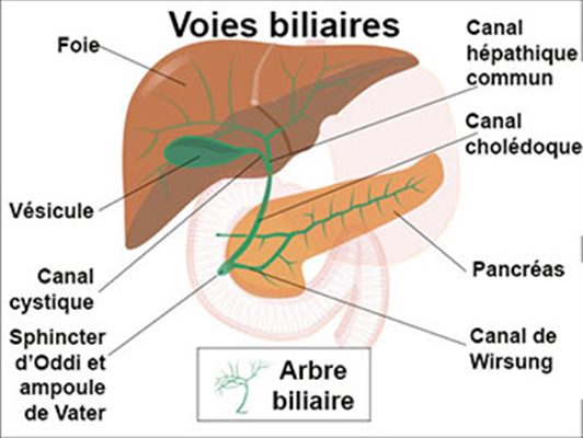 Douleur au foie