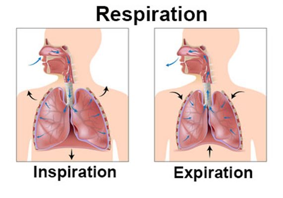 Respiration rapide