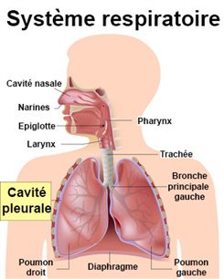 Pleurésie : symptômes, traitement, définition - docteurclic.com