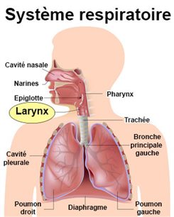larynx