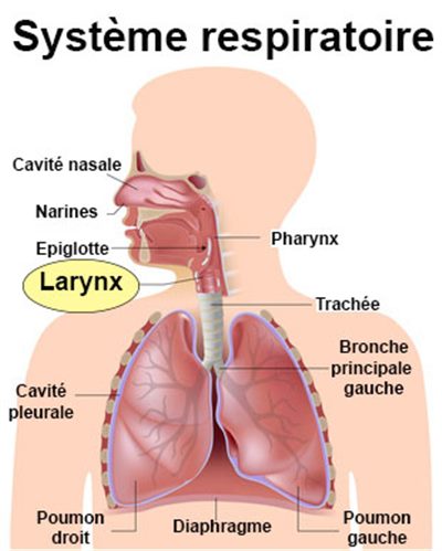 Larynx