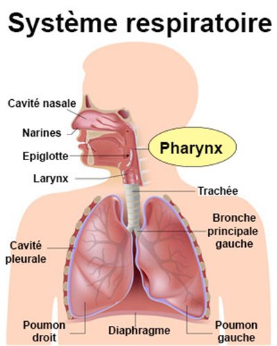 Cancer du pharynx : symptômes, traitement, définition ...