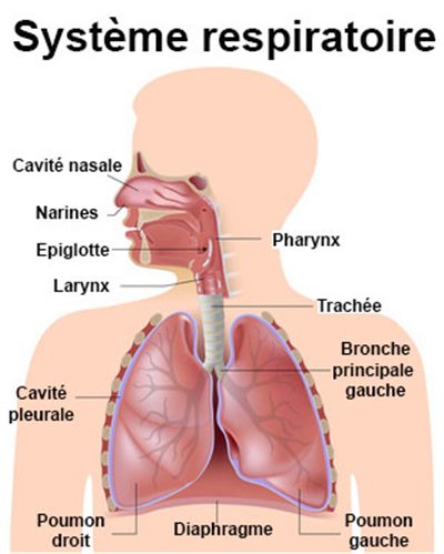 Que faire en cas de corps étranger dans les voies respiratoires ?