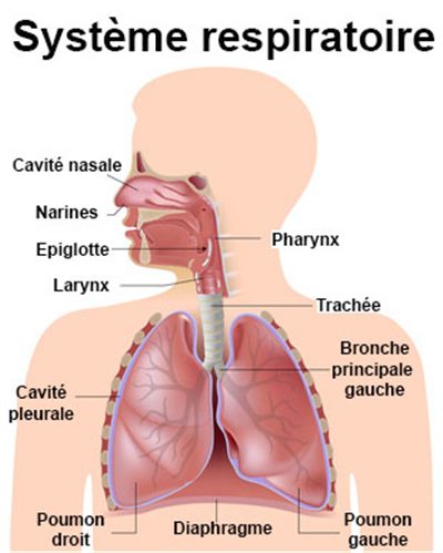 Diagramme de appareil respiratoire