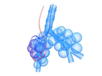 bronchioles et alvéoles pulmnaires