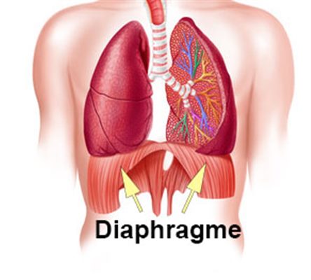 Mal au diaphragme : symptômes, traitement, définition ...