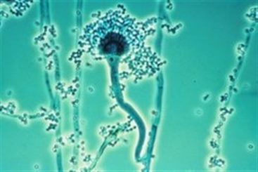 aspergillus
