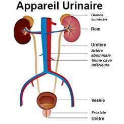 appareil urinaire