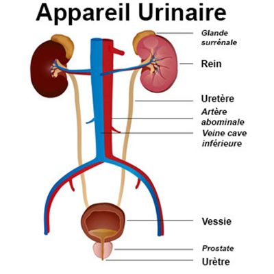 Appareil urinaire