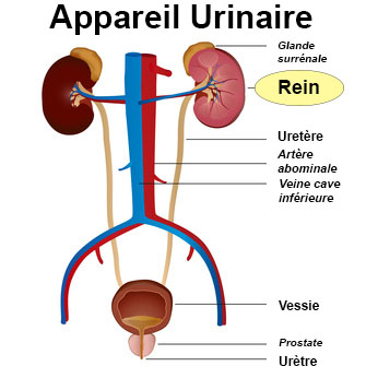 Rein : définition - docteurclic.com