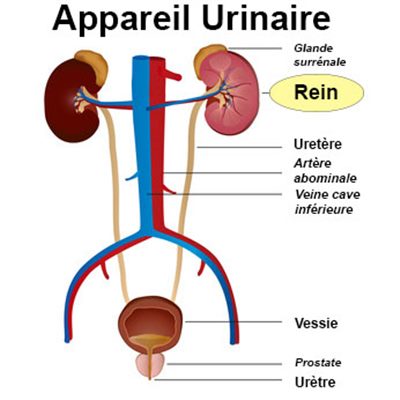 Que faire en cas  de mal aux reins ?
