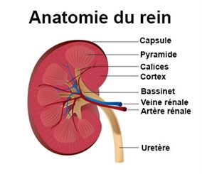 anatomie du rein