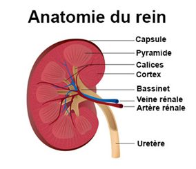 Abcès du cerveau : symptômes, traitement, définition - docteurclic.com