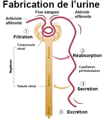 Tubulopathies