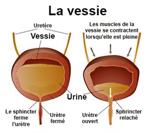 les Causes de Caillots de Sang dans les Urines - Maladies sur Detective ...