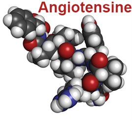 angiotensine