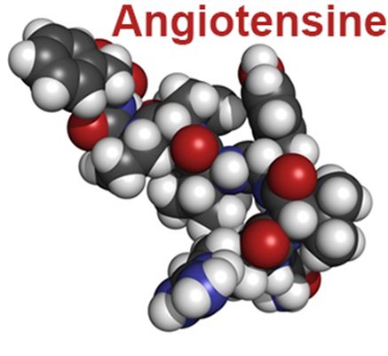 Rénine angiotensine