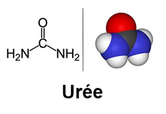 Urémie