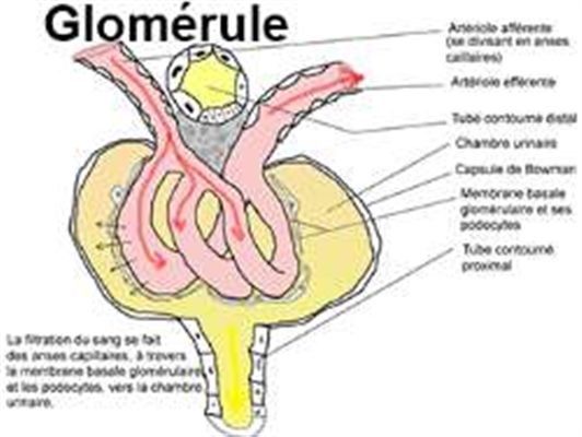 Syndrome néphrotique