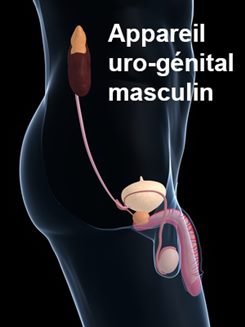appareil uro-génital masculin