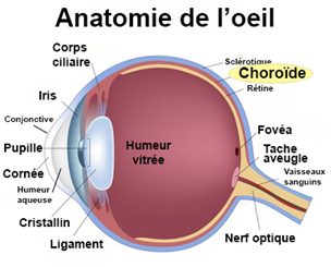 choroïde