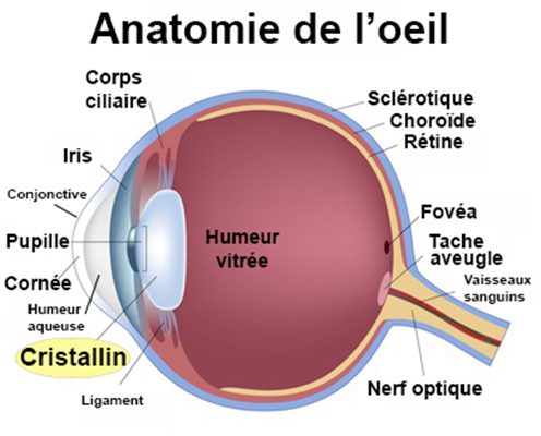 Maladies du cristallin