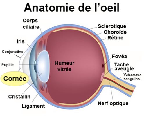 Ulcère cornéen