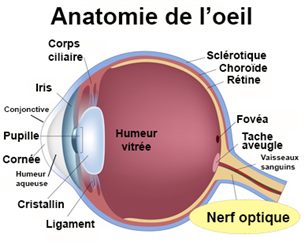 Névrite optique : symptômes, traitement, définition - docteurclic.com