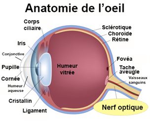 nerf optique