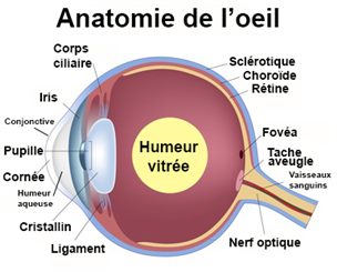 humeur vitrée