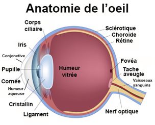 oeil