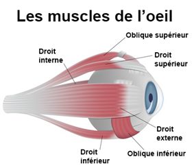 muscles de l'oeil