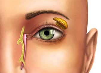 appareil lacrymal