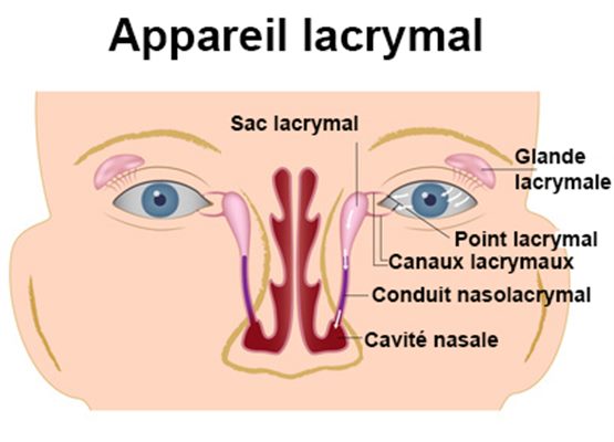 Glandes lacrymales
