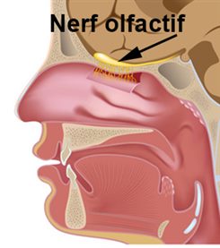 nerf olfactif