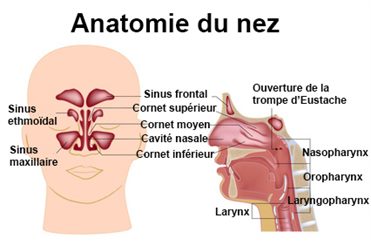 Pourquoi je saigne du nez ? - AlloDocteurs