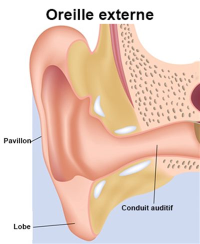 Oreille externe