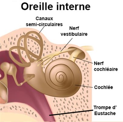 Oreille interne